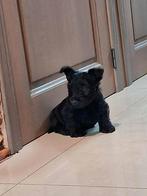 Schotse terrier pupys, Dieren en Toebehoren, Honden | Jack Russells en Terriërs, België, Particulier, Reu, 8 tot 15 weken