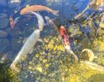 Koi’s verschillende maten, Dieren en Toebehoren, Vissen | Vijvervissen