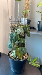 Philodendron melanochrysum, Huis en Inrichting, Kamerplanten, Ophalen of Verzenden