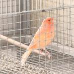 Rood mozaïek, Dieren en Toebehoren, Vogels | Kanaries, Meerdere dieren, Kleurkanarie