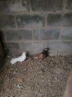 2 duiven, Dieren en Toebehoren, Vogels | Duiven, Geslacht onbekend, Overige soorten