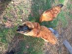 New Hampshire Kippen, Dieren en Toebehoren, Kip