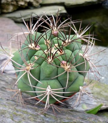 cactus - GYMNOCALYCIUM SAGLIONIS beschikbaar voor biedingen