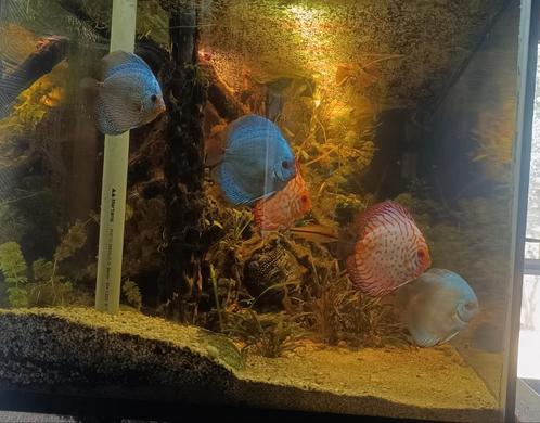 5 Discus Vis, Stendker Top Kwaliteit, Dieren en Toebehoren, Vissen | Aquariumvissen, Vis