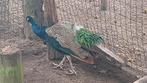 Pauw hanen, Dieren en Toebehoren, Vogels | Overige Vogels, Mannelijk, Tam
