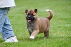 Amerikaanse Akita pups te koop - Ouders aanwezig, CDV (hondenziekte), Meerdere, 8 tot 15 weken, Meerdere dieren