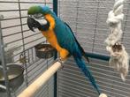 Ara man, Dieren en Toebehoren