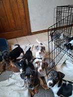 Lieve jack russell pups met speciale kleurtjes op boerderij, Dieren en Toebehoren, België, Jack Russell Terriër, CDV (hondenziekte)