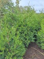 Leylandii, Jardin & Terrasse, Plantes | Arbustes & Haies, Enlèvement, Conifère, Haie, 100 à 250 cm