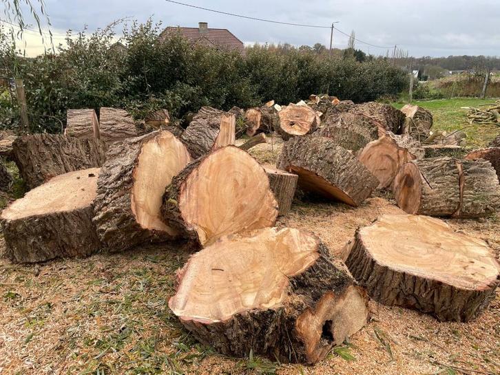 Brandhout, Tuin en Terras, Brandhout, Stammen, Overige houtsoorten, 6 m³ of meer, Ophalen