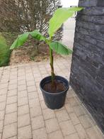 Bananenplant musa basjoo, Tuin en Terras, Ophalen, Vaste plant, Overige soorten, Volle zon
