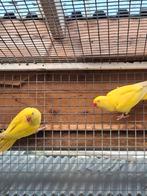 Lutino halsband, Dieren en Toebehoren, Vogels | Parkieten en Papegaaien