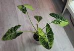 alocasia frydek variegated, Ophalen
