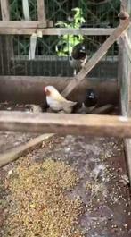 Koppel japanse meeuwen en koppel zebravinken jonge, Dieren en Toebehoren, Meerdere dieren, Tropenvogel