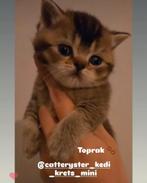 Brits korthaar kittens, Dieren en Toebehoren, Katten en Kittens | Raskatten | Korthaar, Meerdere dieren, Gechipt, 0 tot 2 jaar