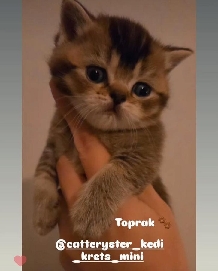 Brits korthaar kittens, Dieren en Toebehoren, Katten en Kittens | Raskatten | Korthaar, Meerdere dieren, 0 tot 2 jaar, Gechipt