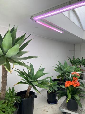 Planten groeilampen ( 4 st x 6,5 euro) beschikbaar voor biedingen