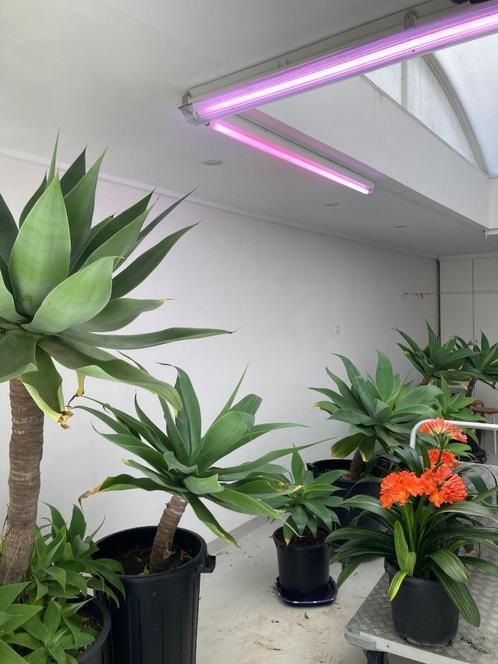 Planten groeilampen ( 4 st x 6,5 euro), Tuin en Terras, Planten | Tuinplanten, Ophalen