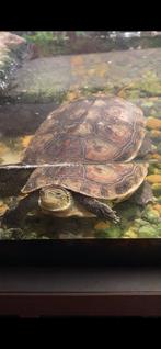 Waterschildpad te koop, Dieren en Toebehoren, Schildpad, Tam, 3 tot 6 jaar