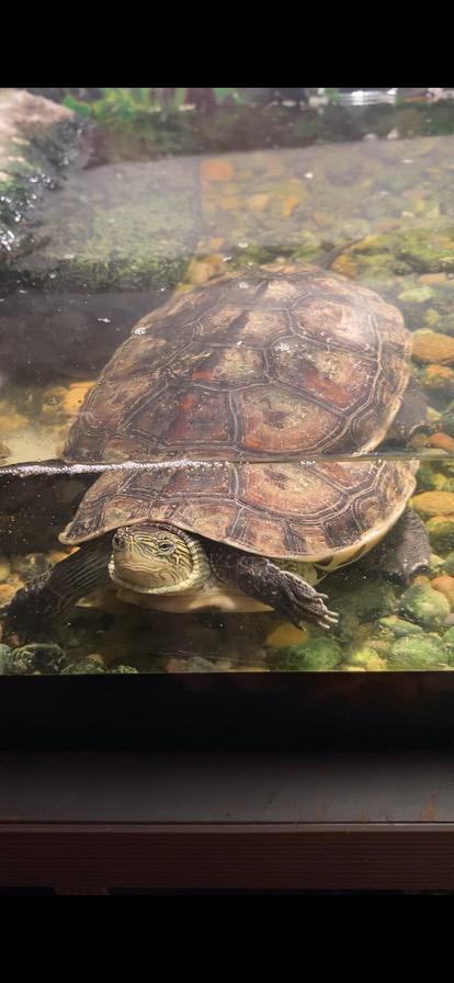 Waterschildpad te koop, Dieren en Toebehoren, Reptielen en Amfibieën, Schildpad, 3 tot 6 jaar, Tam
