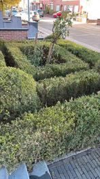 Buxushaag gratis af te halen, Tuin en Terras, Planten | Struiken en Hagen, Ophalen, Buxus, Haag, Minder dan 100 cm