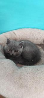 Raszuivere Britse Korthaar kittens, Meerdere dieren, Gechipt, 6 jaar of ouder