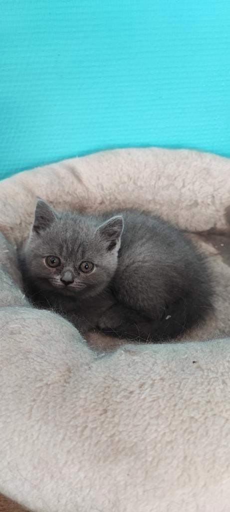 Raszuivere Britse Korthaar kittens, Dieren en Toebehoren, Katten en Kittens | Raskatten | Korthaar, Meerdere dieren, 6 jaar of ouder