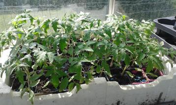 plants de tomates biologiques pyros f1, Enlèvement ou Envoi, Été, Annuelle, Plantes potagères