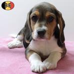 Jolies portées de chiots Beagle à vendre (belges), Commerçant, Beagle, 8 à 15 semaines, Plusieurs