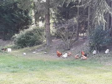 Quelques coqs a vendre  beschikbaar voor biedingen