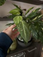 Philodendron gloriosum tricolor TYPE 2., Huis en Inrichting, Kamerplanten, Ophalen of Verzenden