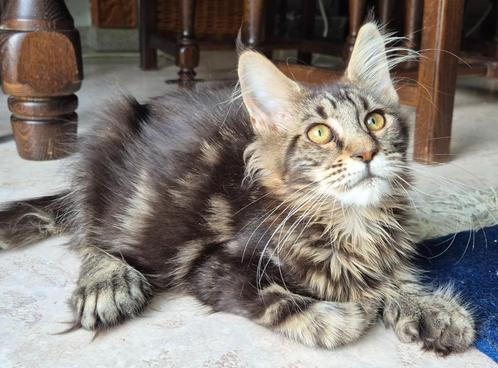 Chatons maine coon polydactyl, Animaux & Accessoires, Chats & Chatons | Chats de race | Poil long, Chat, 0 à 2 ans, Avec pedigree