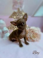 Prachtig chihuahua reutje, België, Reu, CDV (hondenziekte), 8 tot 15 weken