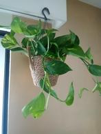 Epipremnum luchtzuiverende hangplant in rieten mand 25 euro, Halfschaduw, Bloeiende kamerplant, Ophalen