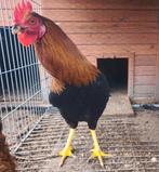 Haantje, Dieren en Toebehoren, Pluimvee, Mannelijk, Kip