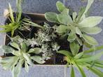 Houten box met 5 vaste planten!!!, Vaste plant, Ophalen of Verzenden