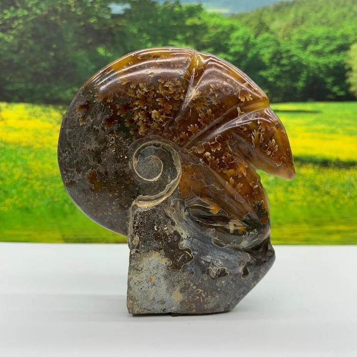 Prachtige gepolijste ammoniet (M1)., Verzamelen, Mineralen en Fossielen, Fossiel, Verzenden