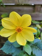 Dahlia knollen, Tuin en Terras, Bloembollen en Zaden, Ophalen of Verzenden, Voorjaar, Halfschaduw, Bloembol