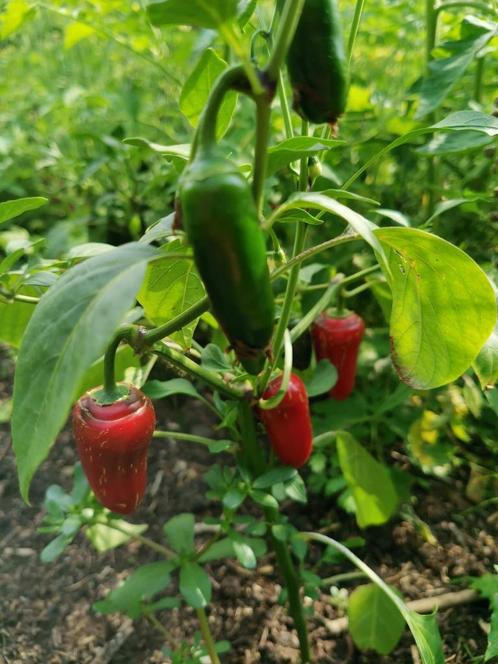 5 zaden Nadapeño - Jalapeño zonder hitte, Tuin en Terras, Bloembollen en Zaden, Zaad, Voorjaar, Volle zon, Verzenden