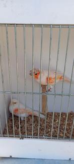 Canaris, Animaux & Accessoires, Oiseaux | Canaris