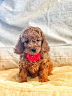 Joli nouveau nid de chiots cockapoo, nés ici, Animaux & Accessoires, Chiens | Sans pedigree, Parvovirose, Plusieurs, Belgique