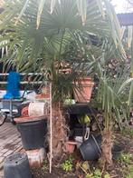 Palmboom winterhard stamhoogte 110 cm prijs 100 euro, Ophalen, Palmboom