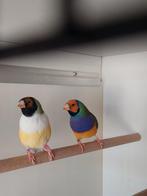 Gouldamadine  koppel  van 21 natuurbroed