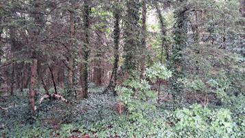 PERCEEL BOS beschikbaar voor biedingen