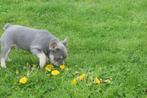 Franse bulldog pups, Dieren en Toebehoren, Honden | Bulldogs, Pinschers en Molossers, België, 8 tot 15 weken, CDV (hondenziekte)