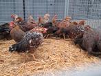 Prachtige leghorn legkippen kippen goudpatrijs en porselein, Plusieurs animaux, Poule ou poulet