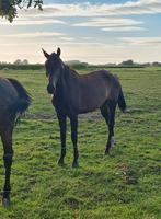 3 jarige dressuur ruin te koop, Dieren en Toebehoren, Ruin