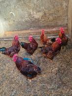 6 hanen te koop, Mannelijk, Kip