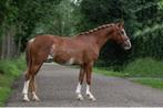 Talentvolle C- pony, Dieren en Toebehoren, Pony's, Merrie, C pony (1.27m tot 1.37m), Springpony, 3 tot 6 jaar