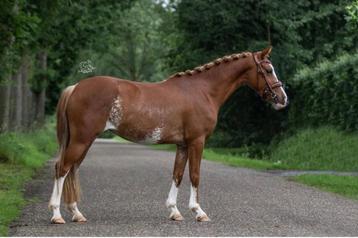Talentvolle C- pony  beschikbaar voor biedingen